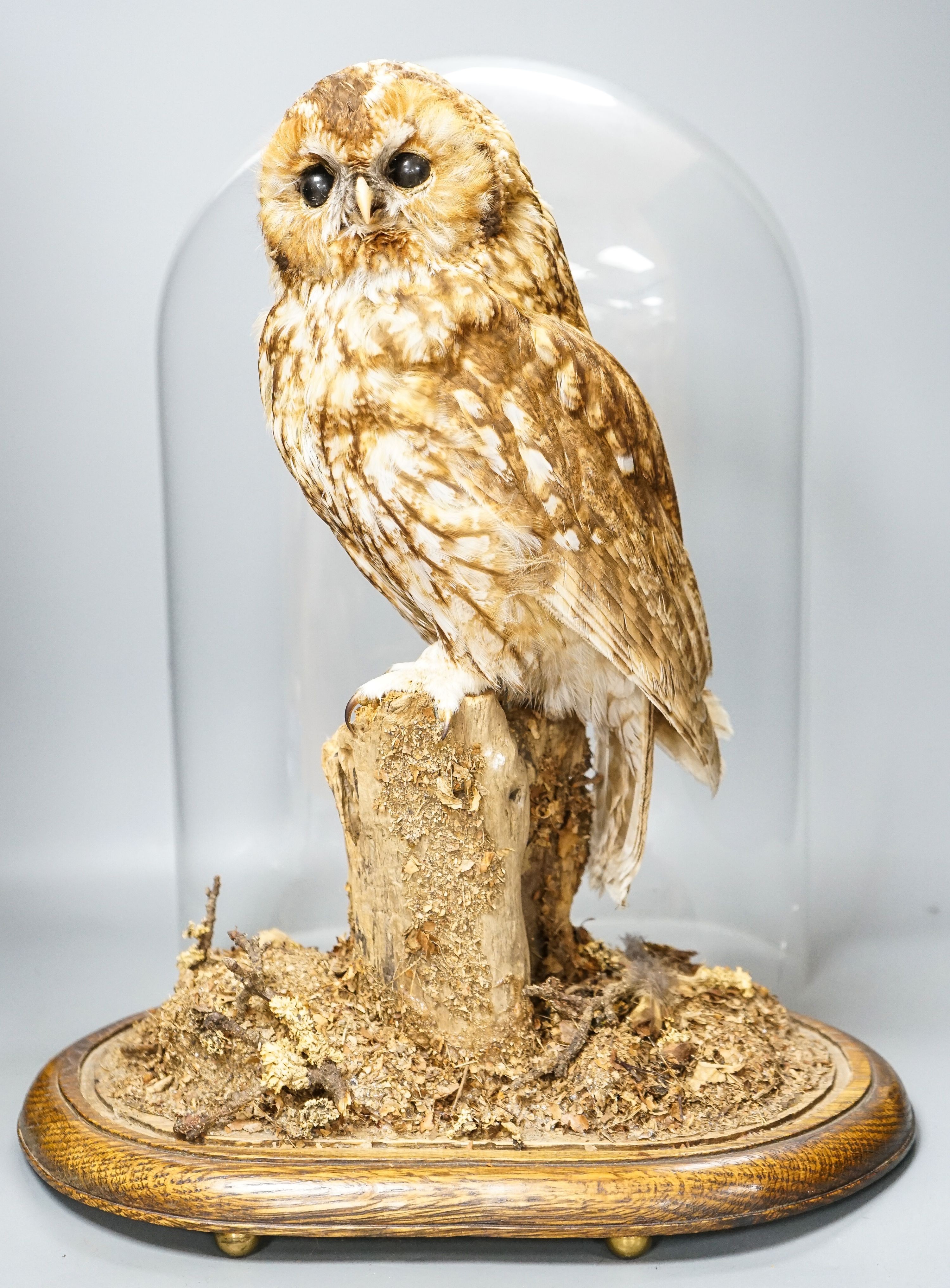 A taxidermy tawny owl under glass dome 48cm